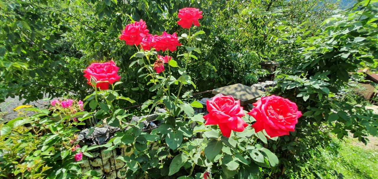 브레조이 Casa Colt De Rai 빌라 외부 사진